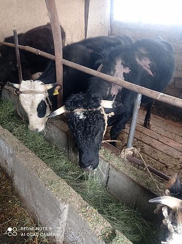 Коровы, быки: Продаю | Бык (самец) | Полукровка | На откорм | Племенные at lalafo.kg — 1 Коровы, быки: Продаю | Бык (самец) | Полукровка | На откорм | Племенные — 1