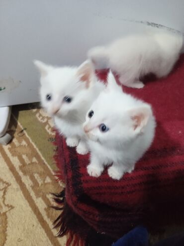Коты: В Караколе продаются котята породы"турецкая