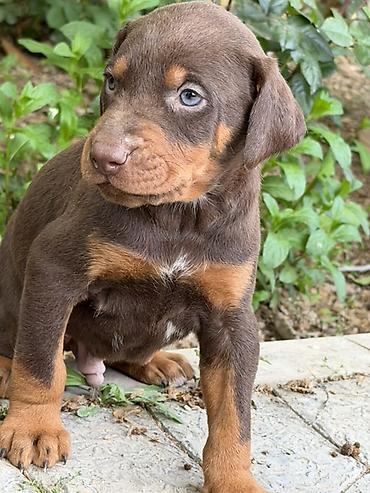 İtlər: Doberman, 1 ay, Ünvandan götürmə — 7