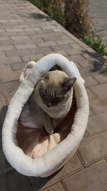 купить тайскую кошку: Кошка даром: Сиамская, Девочка — 1
