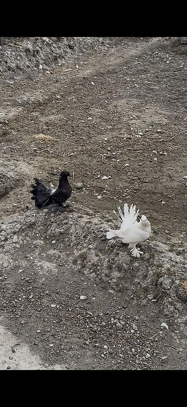 feniks quşu: 3 dene bala veren maya delfinler satılır ciddi alıcılar yazsın — 4