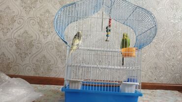 куплю попугая: Внимание 24.06.24!! вылетел на улицу жёлтый попугай девочка помогите