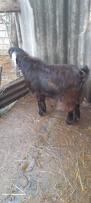 Keçilər, çəpişlər: Damazlıq keçi 10 ayliqdi — 7