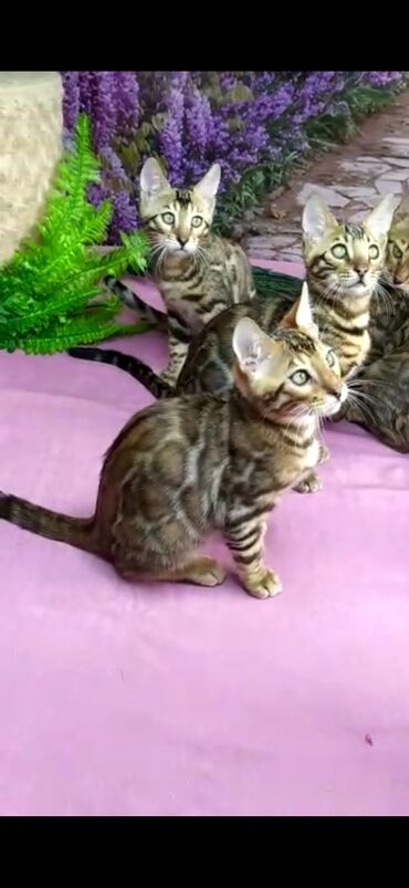 Продажа кошек: Бенгальские котята Проф.Питомник Бен Гла Мур предлагает.чудесных — 18