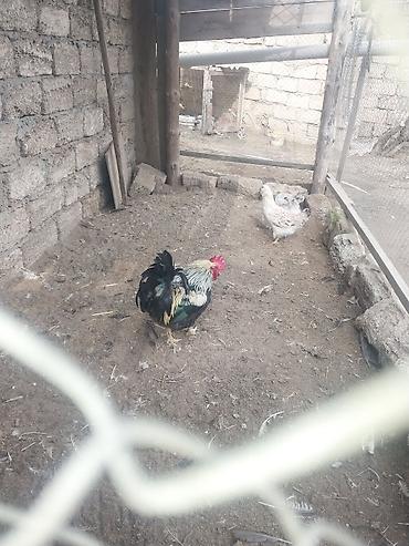 çöl xoruzu: Satılır: xoruz.Buzovnada. - Rəng: qara-ağ qarışıq (gümüşü boyun — 5