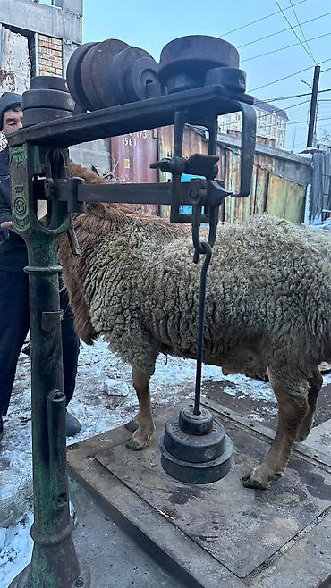 Баран, овца: Продаю | Баран (самец) | Арашан | Для разведения | Племенные — 13