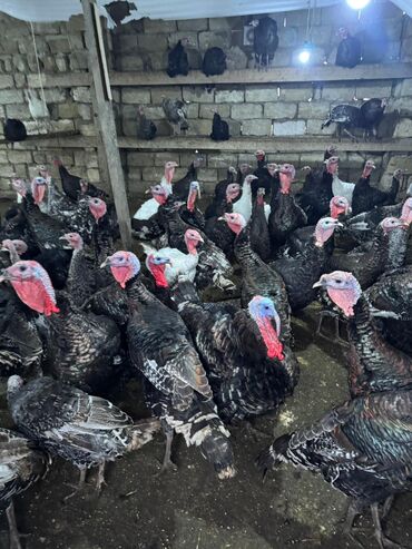 Hinduşka: Məhsul: Hinduşka sürüsü Təsvir: - Şəkillərdə gördüyünüz damazlıq — 4