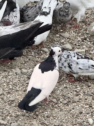 qara toyuq sortu: 1cutden toreme quslardi 30-31denedi icinde pecat qara boyunlar abrez — 4