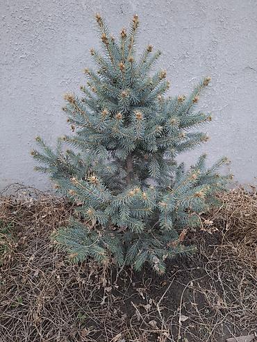 Сосна: Сосна обыкновенная и ель колючая (голубая) — саженцы для озеленения — 5