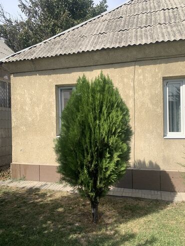 ножницы садовые: Саженцы деревьев: Можжевельники (Арча)