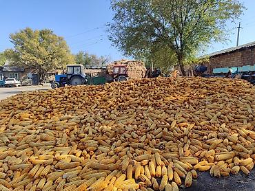 Кукуруза: Кукуруза Оптом, Самовывоз — 1