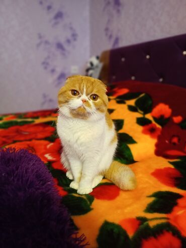 pişik satisi: Экзот, Самец, Самовывоз