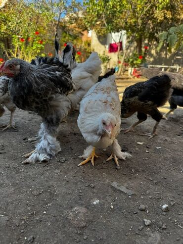 Akvariumlar: Toyuq, Brama, Ətlik