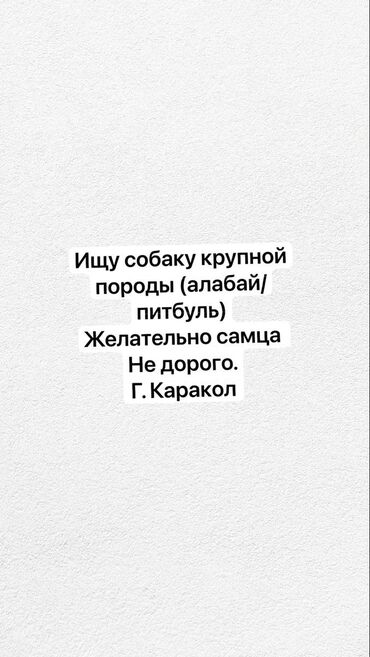 продаю барана: Ищу собаку крупной породы, желательно питбуль/алабай, не дорого