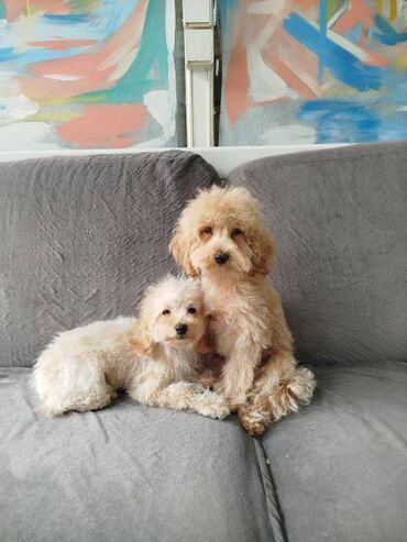 Psi: Patuljasta pudla štenci Štenci patuljaste pudle stari 4 meseca na — 11