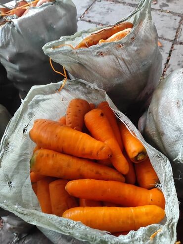 ротбанд цена ош: Кормовые морковки в любом количестве звонить