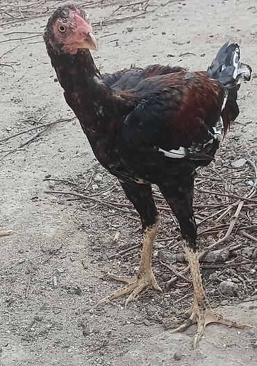 pitbul balasi satilir: Toyuq cücələri, Damazlıq, Ünvandan götürmə — 2