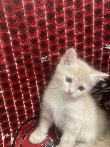 продажа домашних кур: Отдам котят в добрые руки кушают все к лотку приучены Очень игривые