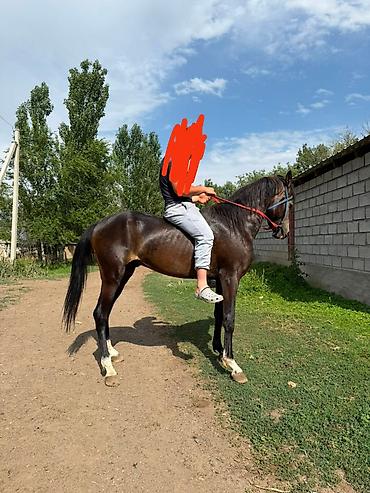 собаки хаски щенки: Продаю | Жеребец | Для разведения, Рабочий, Конный спорт | Племенные, Осеменитель — 7