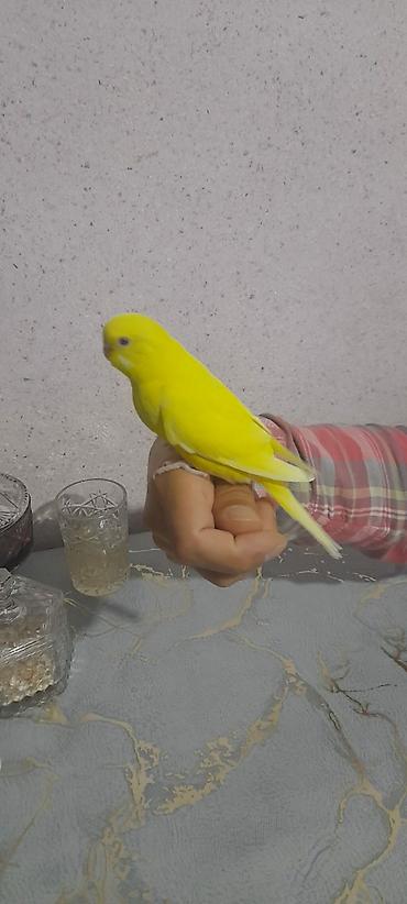 Tutuquşları: Ələ öyrəşmiş quşdu kim isdəsə videolarınıda ataram baxar — 2