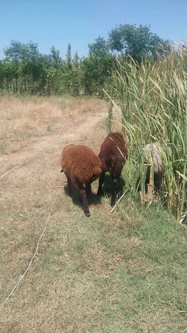 Qoyunlar, qoçlar: Məhsul: Qoyun sürüsü Təsvir: - Şəkillərdə otlaqda saxlanan yerli — 9