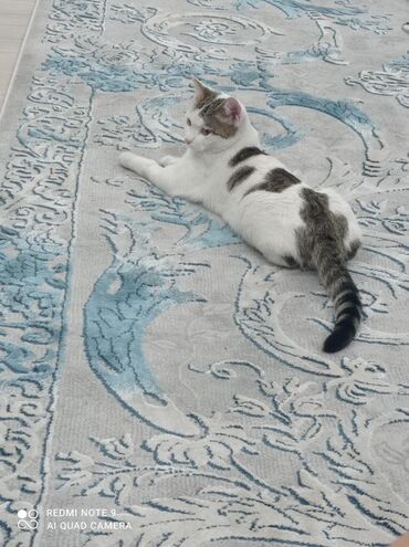 сибирский кот цена: Салам элим калкым. Мышыгым Граффты издеймин. Ош шаарынын Южный