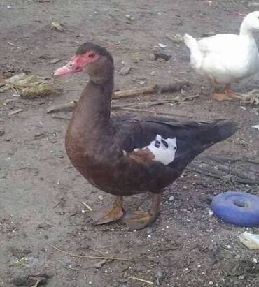 сколько стоит собака породы доберман: Продаются индоутки от 1000 до 1300