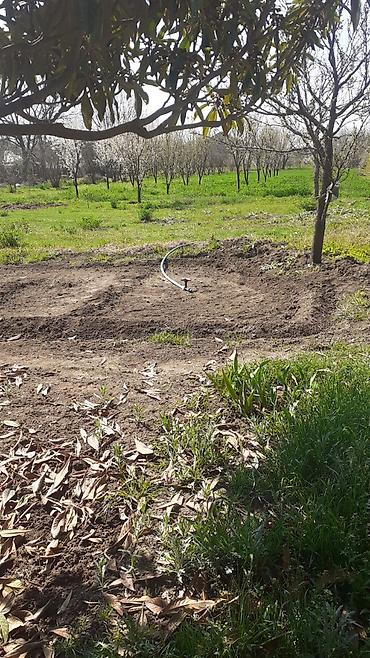 meyvə bağı: .yonca.satılır.piçməyə.verilir. - Dairəvi yağmurlama başlığı ilə — 1