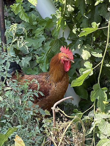 простые птички: Продаю | Куры | Несушки — 10