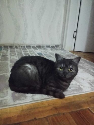 Pişiklər: Tabbi, Dişi, Yaxşı əllərə, Ünvandan götürmə