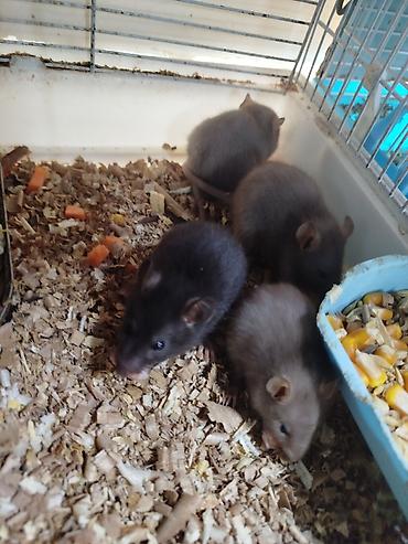 Крысы: Продам маленьких крысят Дамбо декоративные рексы ручные домашние. Есть — 3