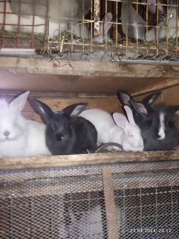 dovsan satilir: Salam dovşanlar satılır 7azn ünvan Azadlıq metro yaxinligi ünvandan