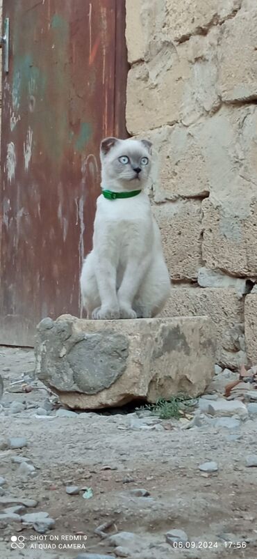 pişik gəncə: Шиншилла, Самец, Самовывоз