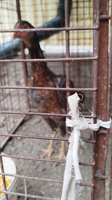 Үйлөрдү ижарага берүү: Дакан жожо мекиш сатылат алмашу жолдору бар жемге жугоруго дамашный — 6