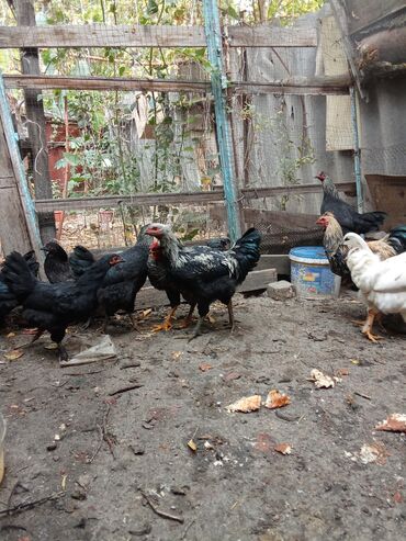 домик для кота: Продаю курей