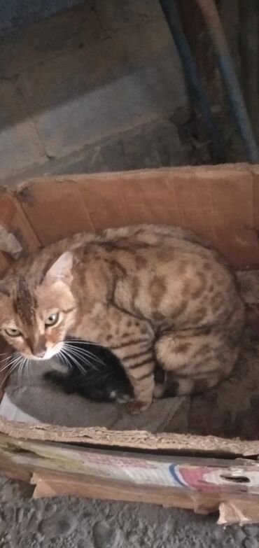 Отдам даром кошку: Кошка даром: Бенгальская, 1 год, Девочка, Приучена к лотку