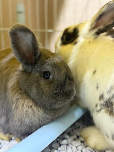 аквариумный нагреватель: По просьбе ⬇️⬇️⬇️ 🐰 Отдаем в добрые руки декоративных кроликов! В