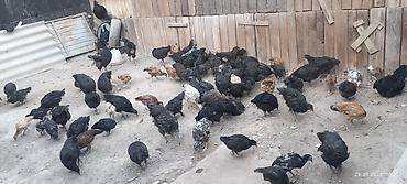Мясо страуса: Ушул Джерсийкий гигант парода Дакен парода баар тоок Эт жумуртка — 4