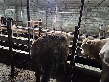 it adları erkek: Iki eded erkek dana satilir bordaga cox gözel.ag dana sort cins — 5