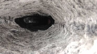 Čizme: Čizme, 38 — 2