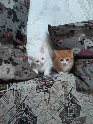 во сколько стерилизовать кошку: Котята только в добрые руки, только начинают сами кушать, учаться