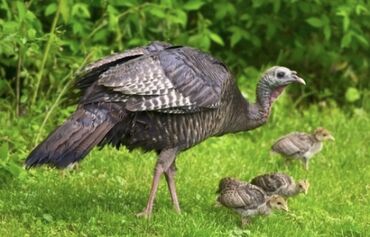 тоок сатам: Продаю индюков по 1500с🦃 и цыплята по 450с за один штук Порода Черный