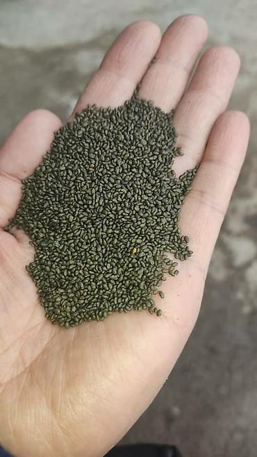 Другие зерновые культуры: Бедэ урук сатылат,Жогорку сорт,тап — 15