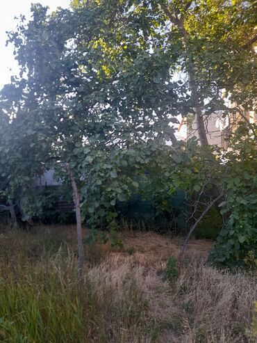 Продажа участков: 3 соток, Красная книга — 4