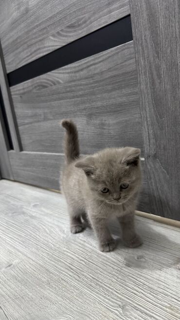 Продажа кошек: Скотиш Фолд (Шотландская вислоухая), 1 месяц, Мальчик, Серый, Приучена к лотку