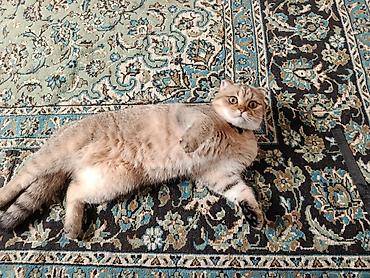 pişik şotlan: Salam hər kəsə Şinşila cinsi Erkək pişik satılır 1 yaşin tamam edib — 1