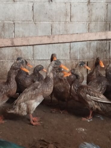 купить породистую собаку: Продам индийский бегунов Цена:1500сом Адрес:Ошский район, Каленин