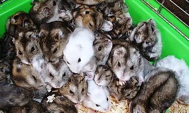 Хомяки: Клетки для хомяков с комплектующими. Варианты: - Клетка с — 1