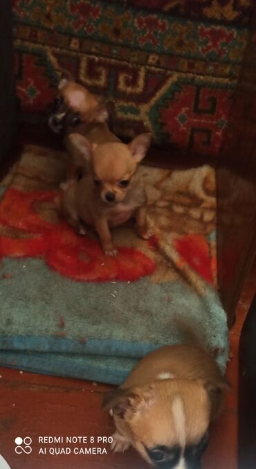 продам щенка: Продаю щенков чихуахуа родились 16 апреля, звоните