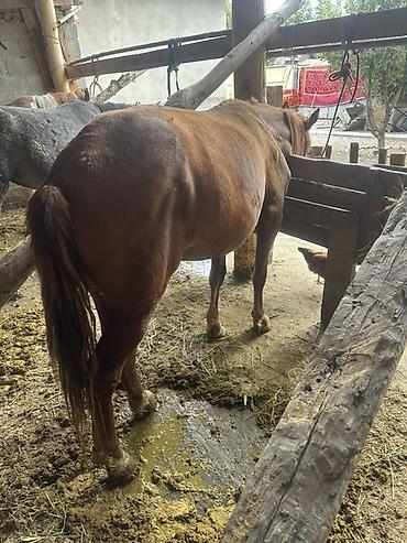 Продаю | Кобыла (самка) | Рабочий at lalafo.kg Продаю | Кобыла (самка) | Рабочий